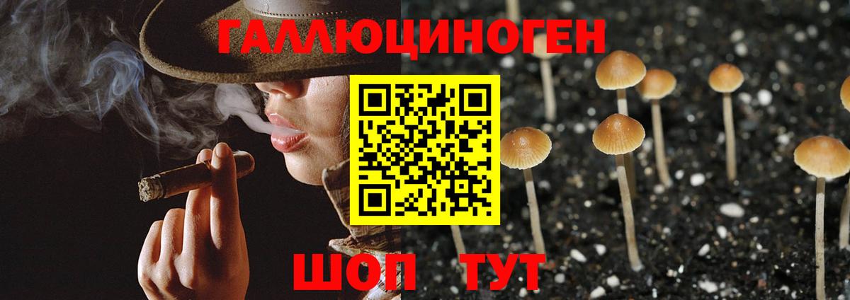 Галлюциногенные грибы Psilocybine cubensis Скопин